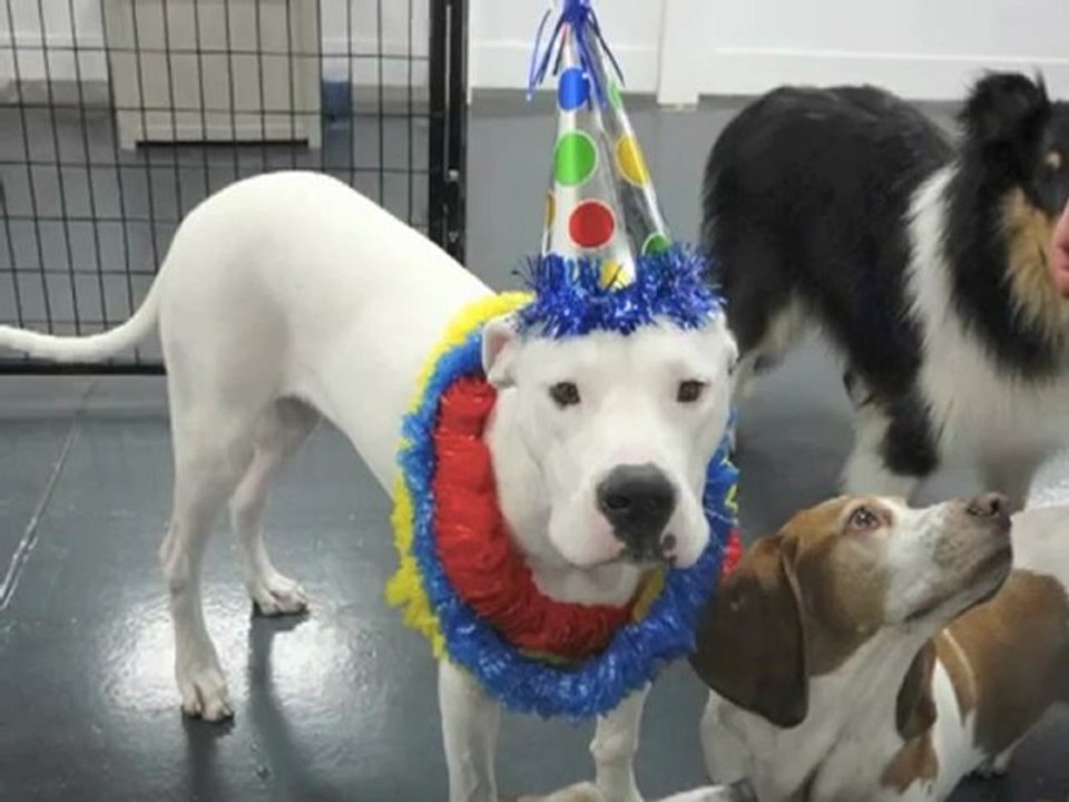 Jason Matheson loves Metro Dogs Daycare Boarding Minneapolis