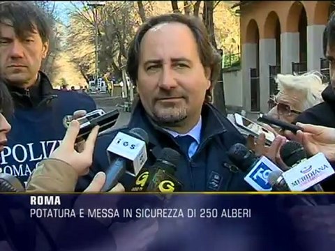 Alberi, potatura e messa in sicurezza a Monteverde