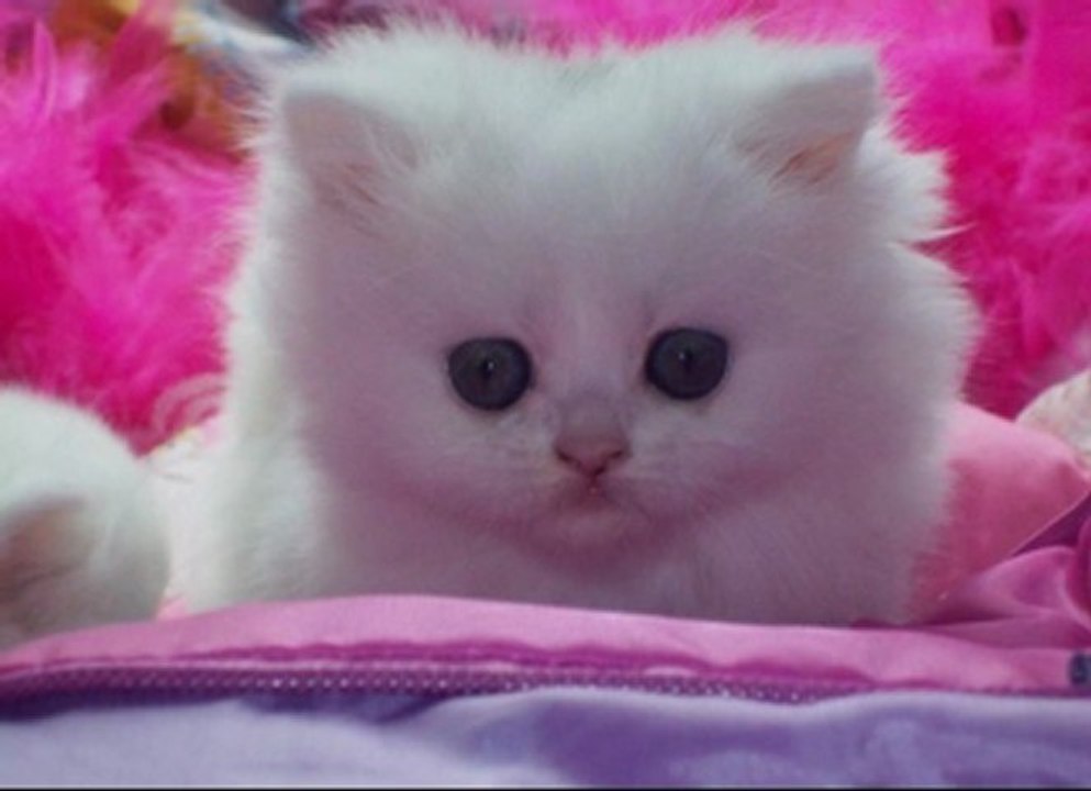 온라인카지노┗〉〉vip933.com〈〈┛온라인카지노