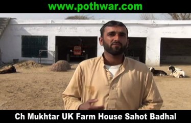 Farm House Sahot  Badhal