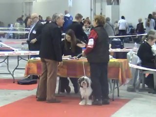 Exposition Canine Internationale - Marseille 2012