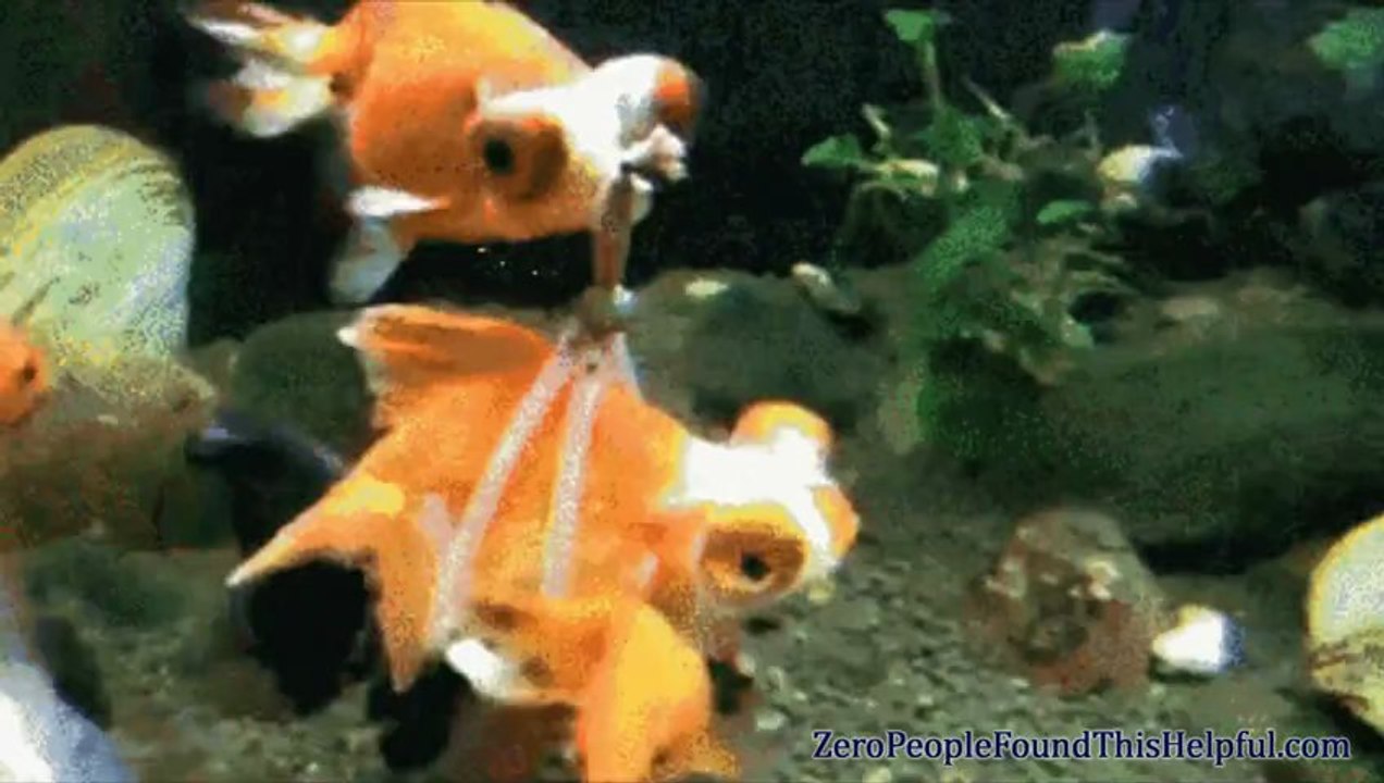 Compilation GIF en musique