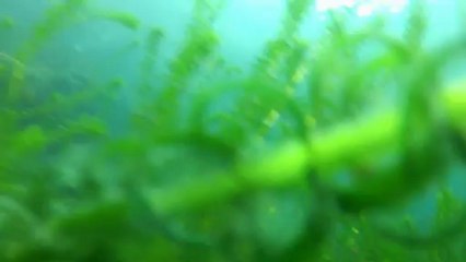 Cala Coyote -Lago di Garda