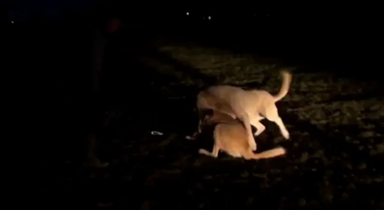 Rosi i Tula Dukas 12.01.2013 (11meseci Rosi 84kg Tula 64kg)