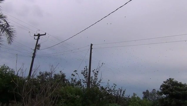 Des milliers d'araignées en lévitation au Brésil