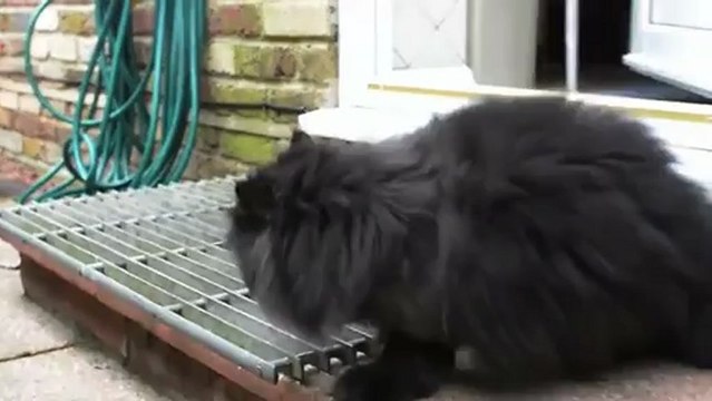 Ce chat arrive à se déplace en n'utilisant que ses deux pattes du côté droit