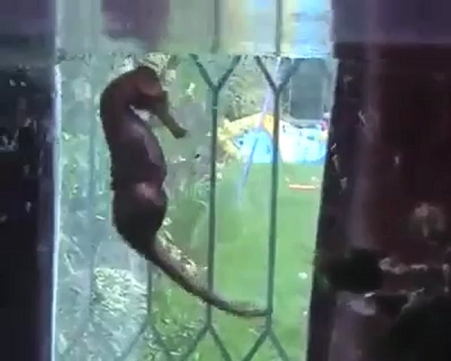 Deniz Atının Doğum Anı