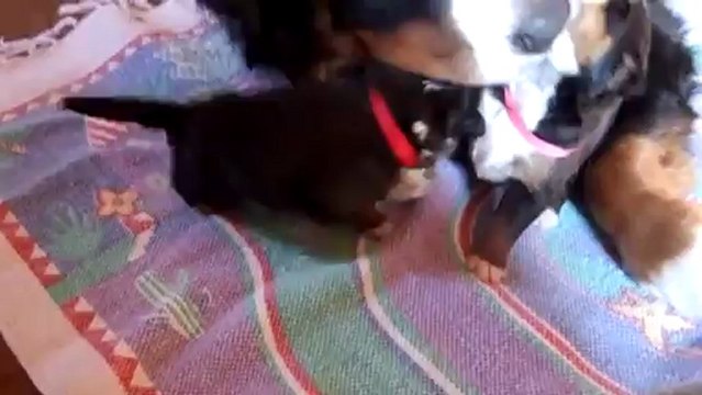 femelle rouge à la toilette avec femelle rose (13 fév)