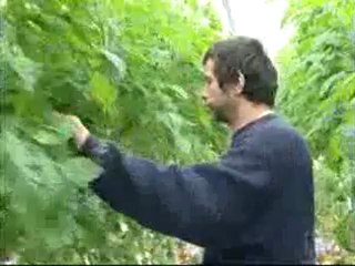 Olivier, chef de culture dans une serre de tomates