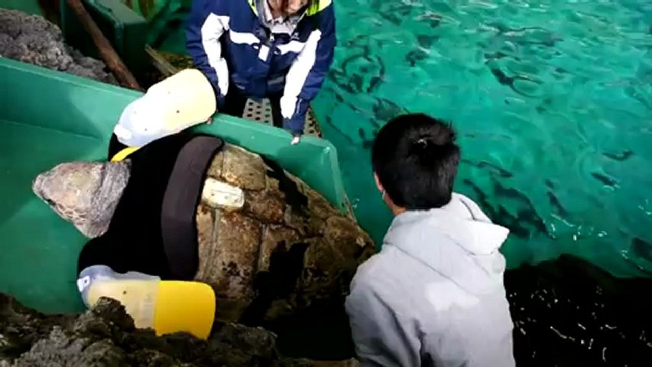 Verstümmelte japanische schildkröte yu bekommt prothese