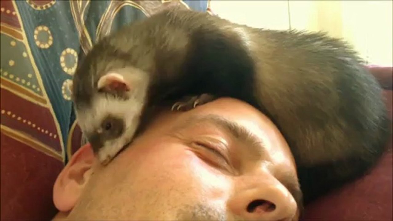 Furet-louna est très affectueuse elle aime son maître et lui fait de gros câlin