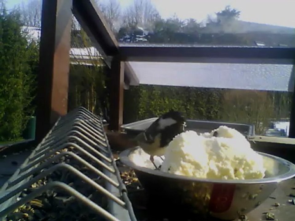 NICHOIR MESANGE 13/02/2013 12h00 :: Mésange Noire....visitie furtive