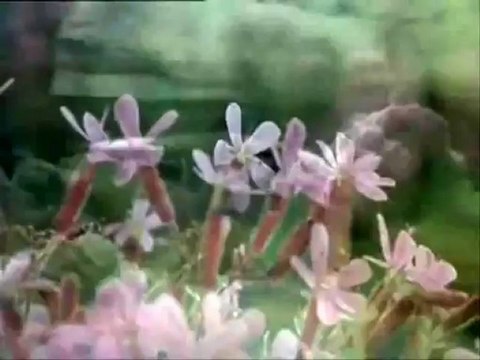 TELLI TURNAM SELLAM GÖTÜR F .TURA