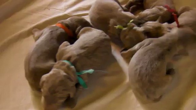 14022013 Jesse Ewan bébés poils longs Jours 4