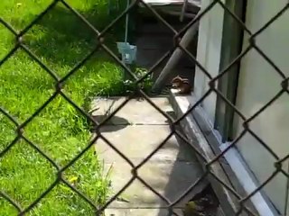 Tamia raye' /  Eastern Chipmunk