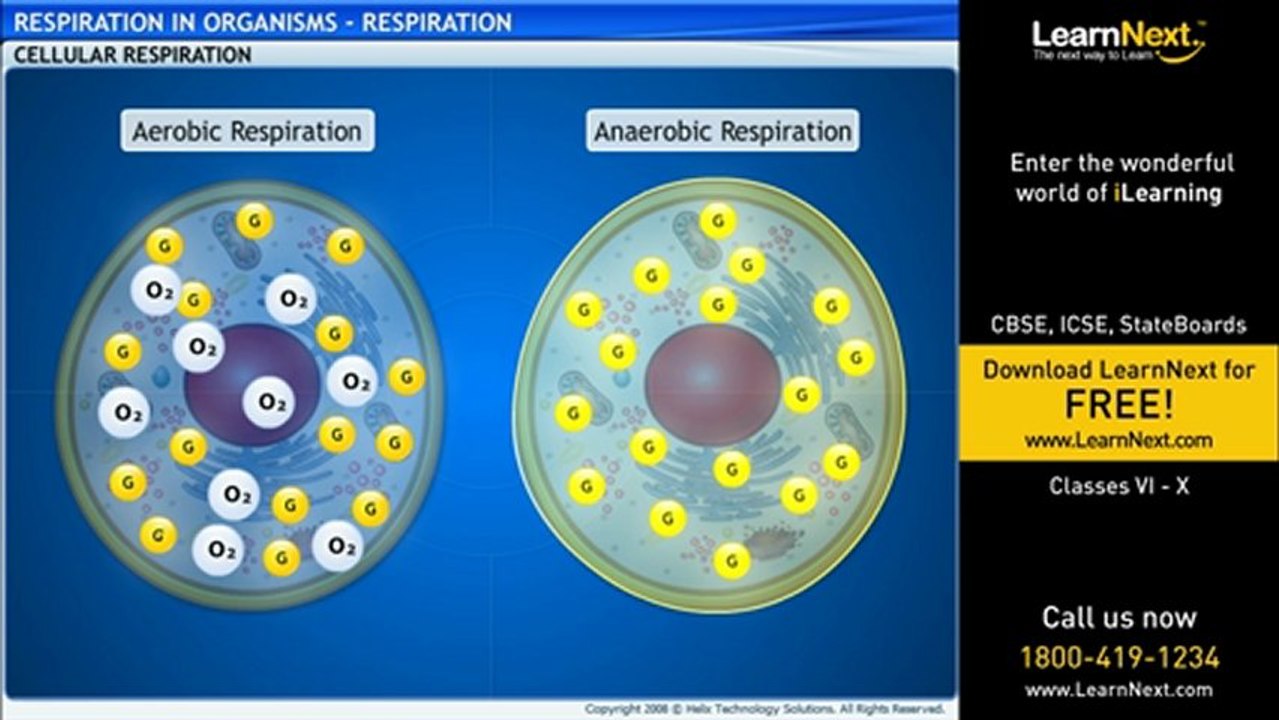 Class VII Respiration in Organisms - Respiration