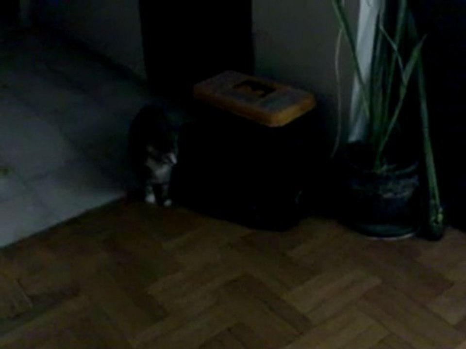 kedi helikopter
