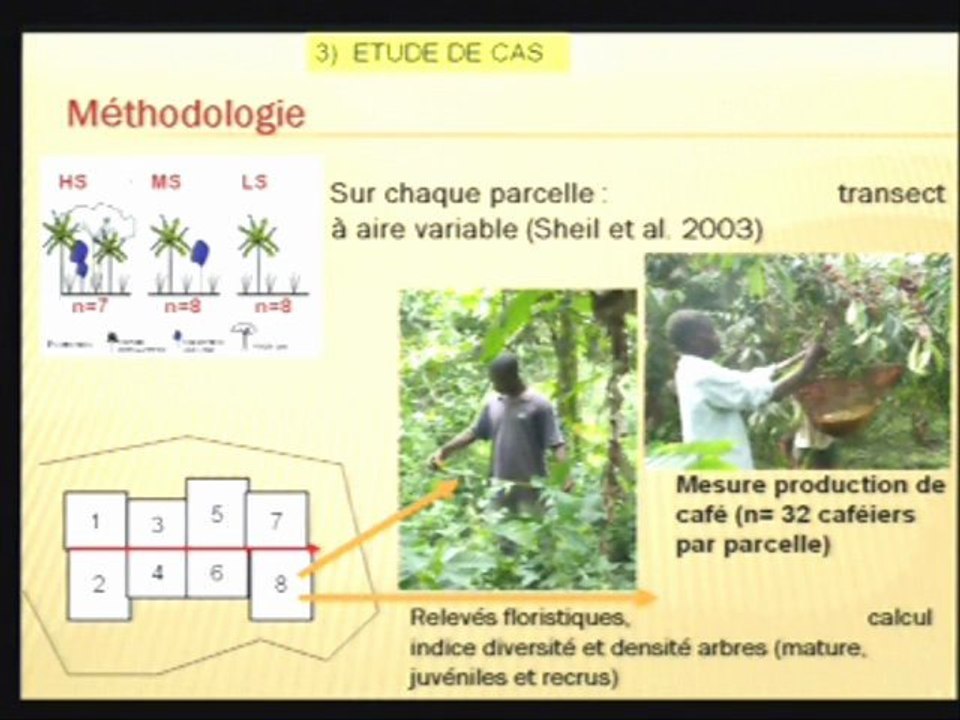 08/09/2011 : Compromis entre production et biodiversité arborée dans les agroforêts à café / N. Lamanda