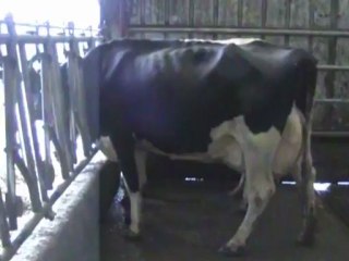 Découvrez l'Elevage Dujarrier (53) meilleur éleveur au concours de la Vache de l'année 2012