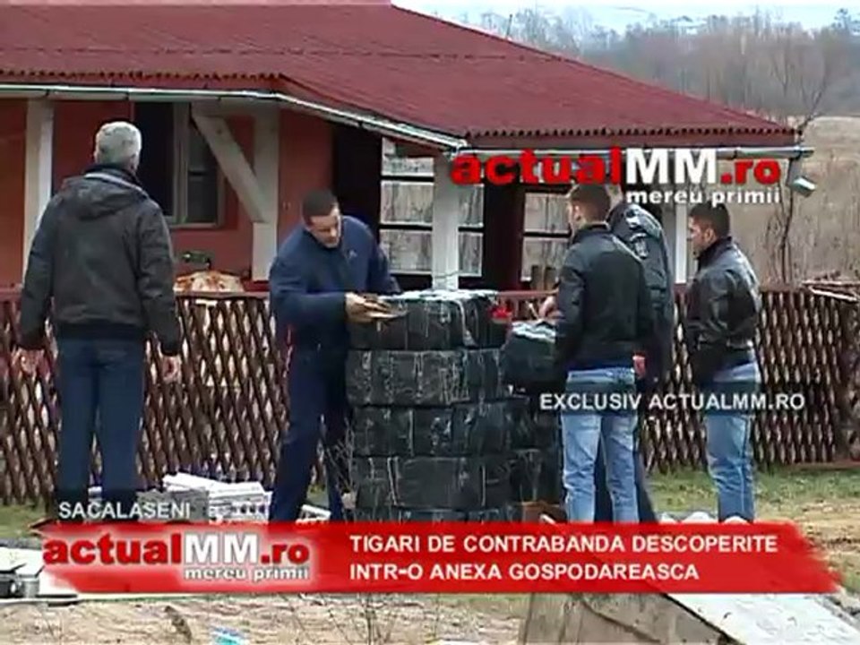 exclusiv captura tigari maramures