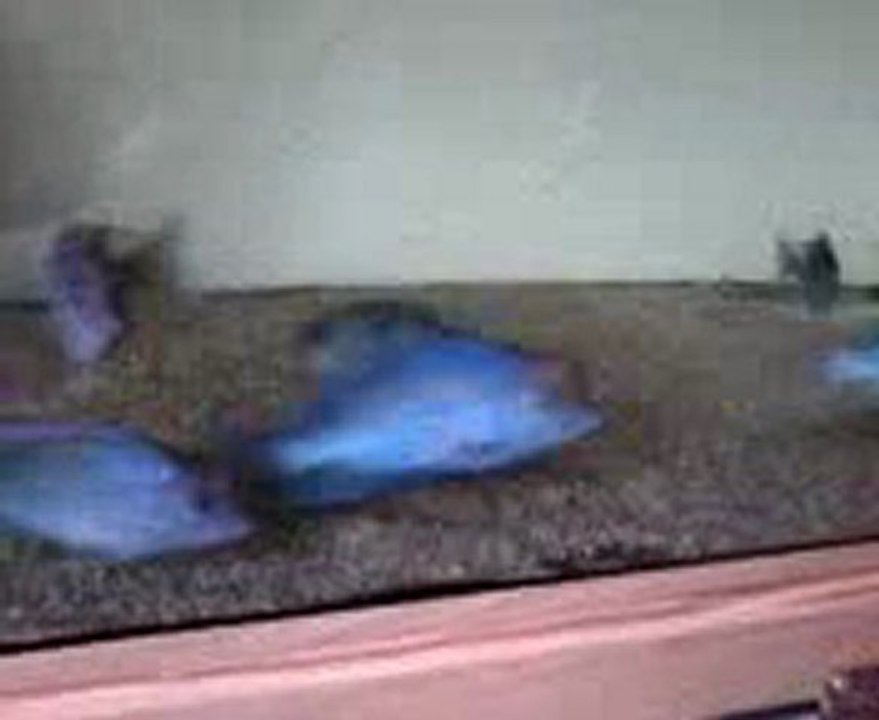 Video0064