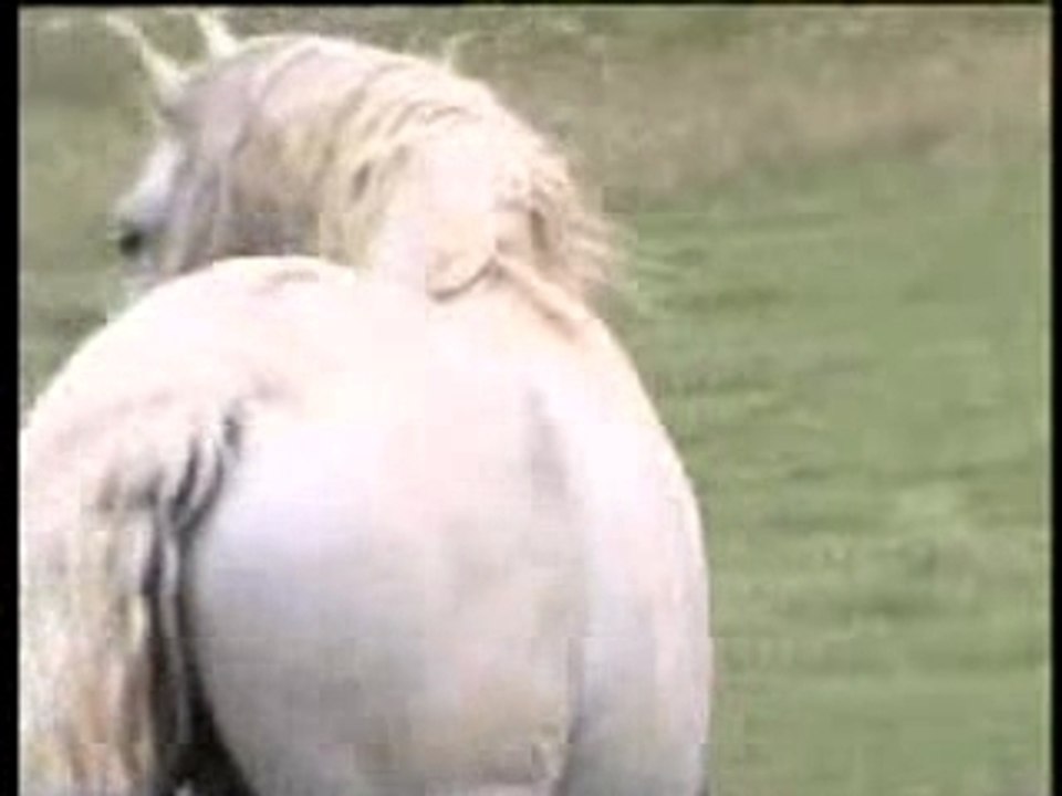 Etalon PRE Gobernante Ferme de Flagny