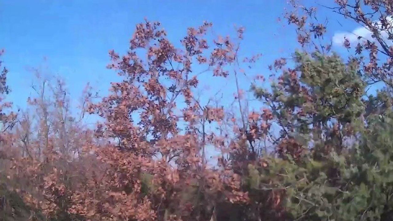 Pointer de la foret du melu CH.bye sur Becasse