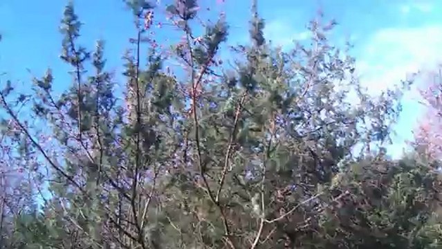 setter de la foret du melu becasse