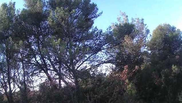 setter de la foret du melu CH.fiama