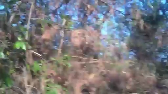 setter de la foret du melu Becasse