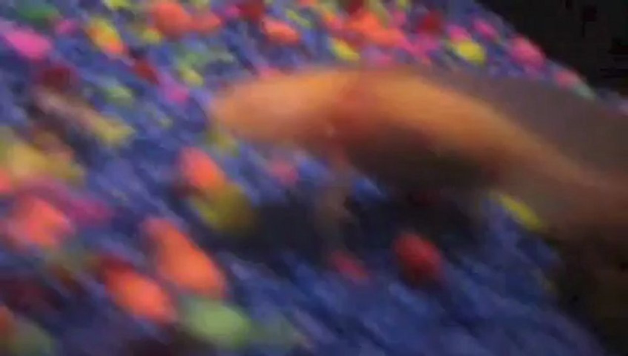 Mon axolotl que je nourrit