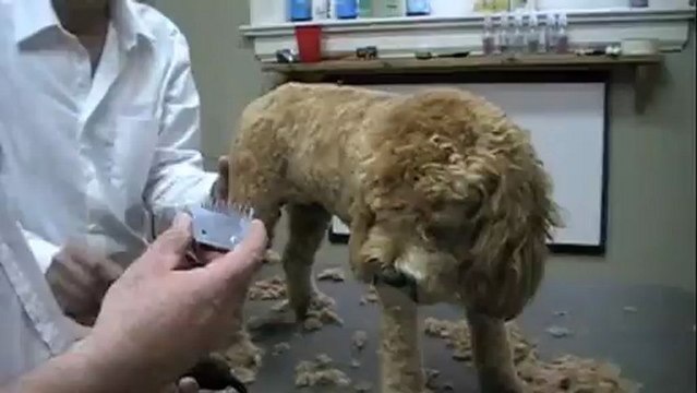 Cockapoo Grooming - Remove Matting Behind the Ears