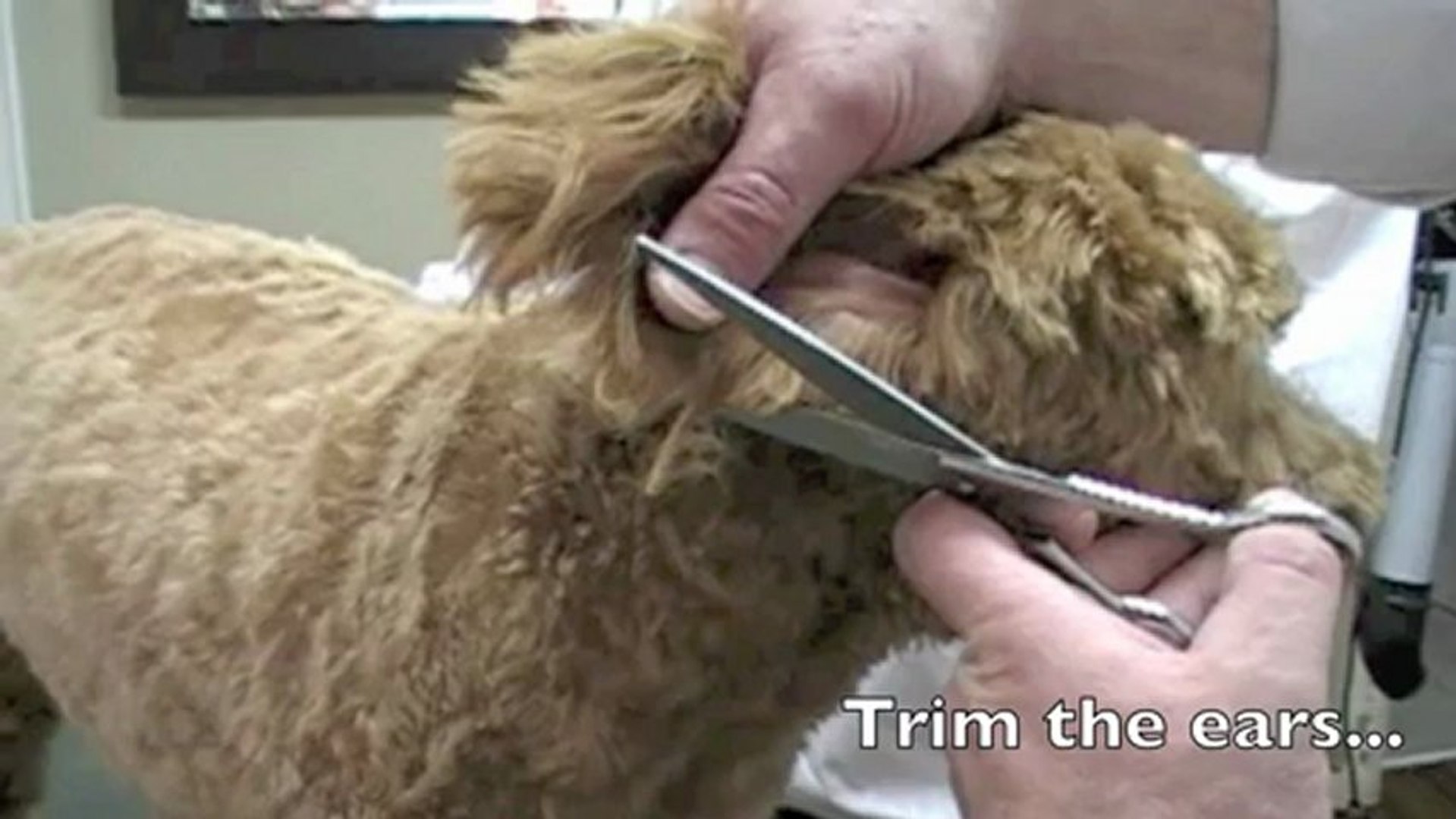 ⁣Cockapoo Grooming Pictures