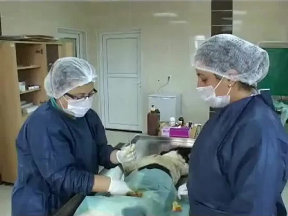 Sokak Hayvanları Geçici Bakımevi Tanıtım Filmi