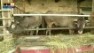Scandale des lasagnes au cheval : des agriculteurs prônent les "filières courtes" - 15/02
