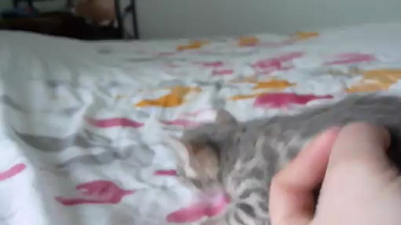 Magic Bengal Ixane 3,5 weeks