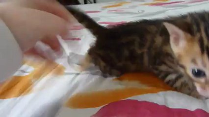 Magic Bengal Irresistible 3,5 weeks