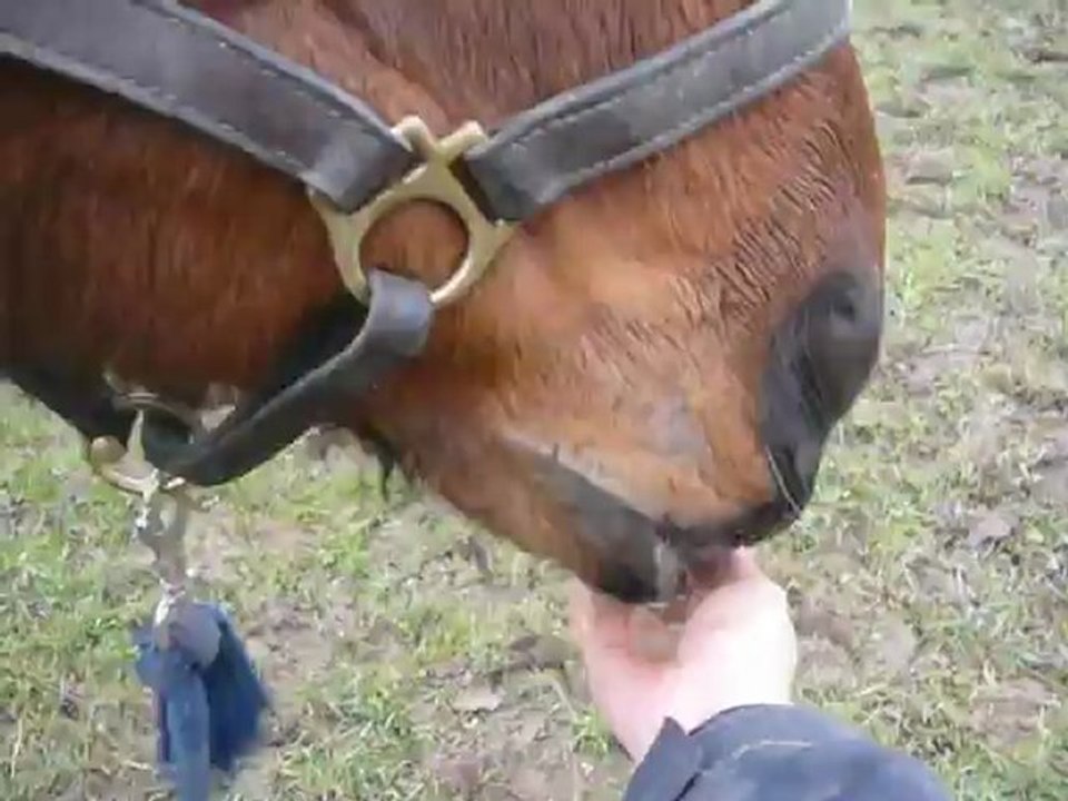 Caballero mange une compote