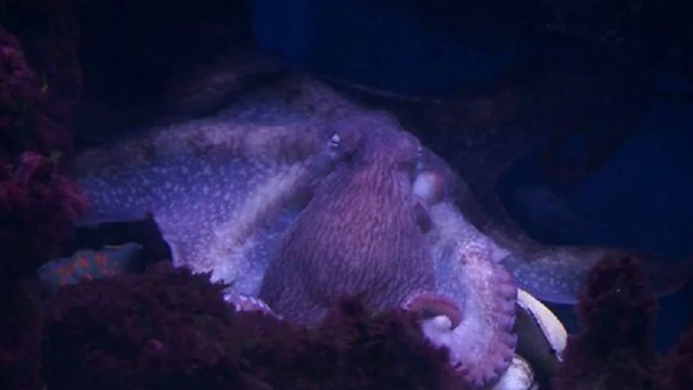 осьминог-московский пауль