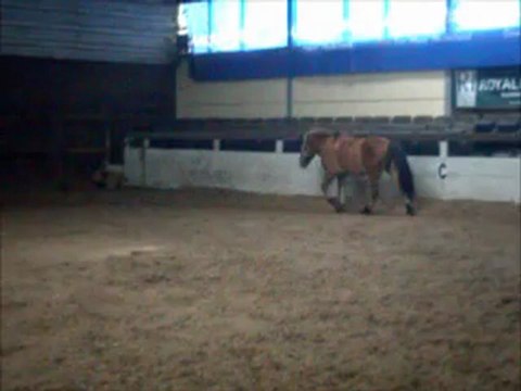 Petit poney Olaf en liberté ! ♥