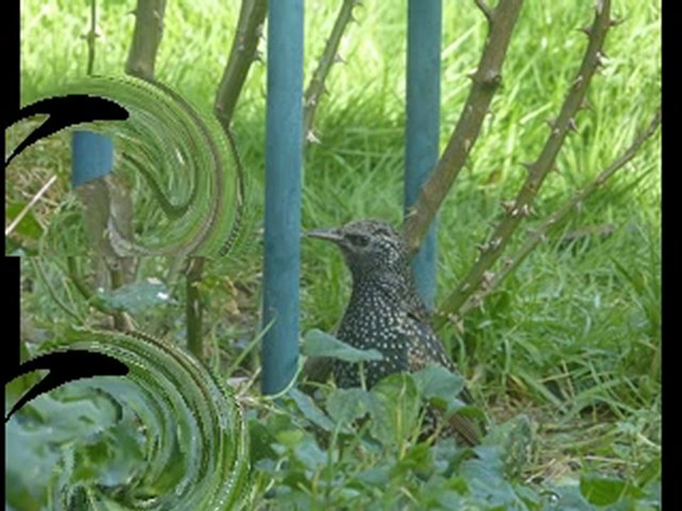 LES OISEAUX DE MON JARDIN