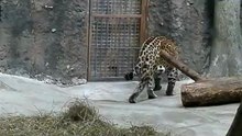 ягуар