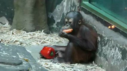 перед на обед