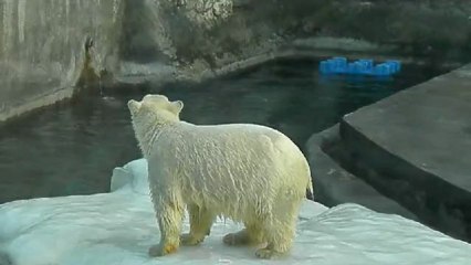 Московские умки-мега позитив!