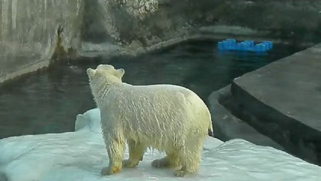 Московские умки-мега позитив!