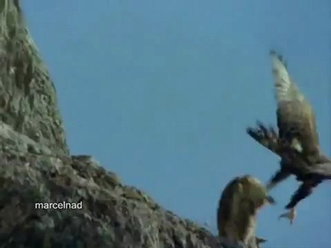 Aigle royal Vs. Chèvre