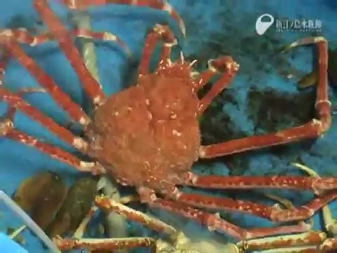 Crabe Araignée de Mer qui mue