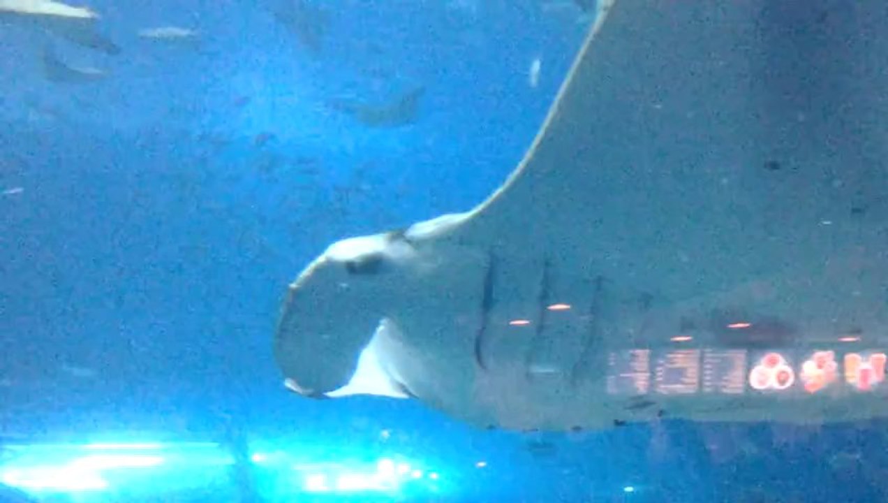 ss-e20130203_0001