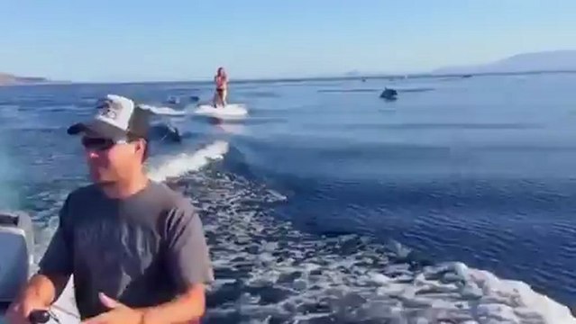 Wakeboard avec des dauphins