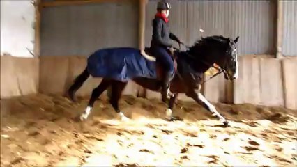 Cuba travail sur le plat dans le manège 26/01/13
